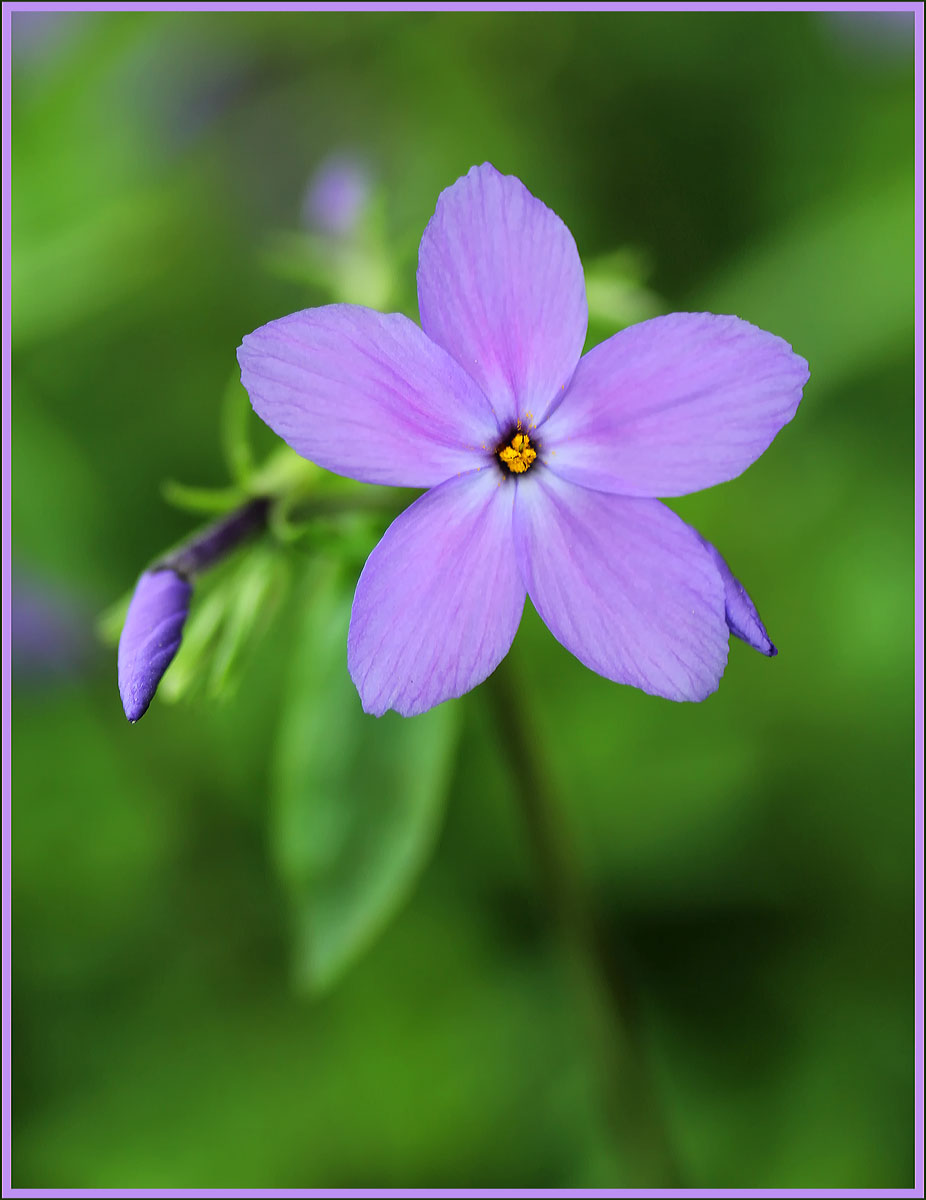 Woodland Phlox