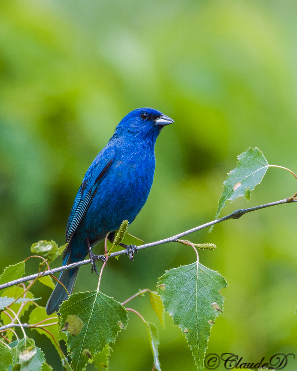Indigo Bunting