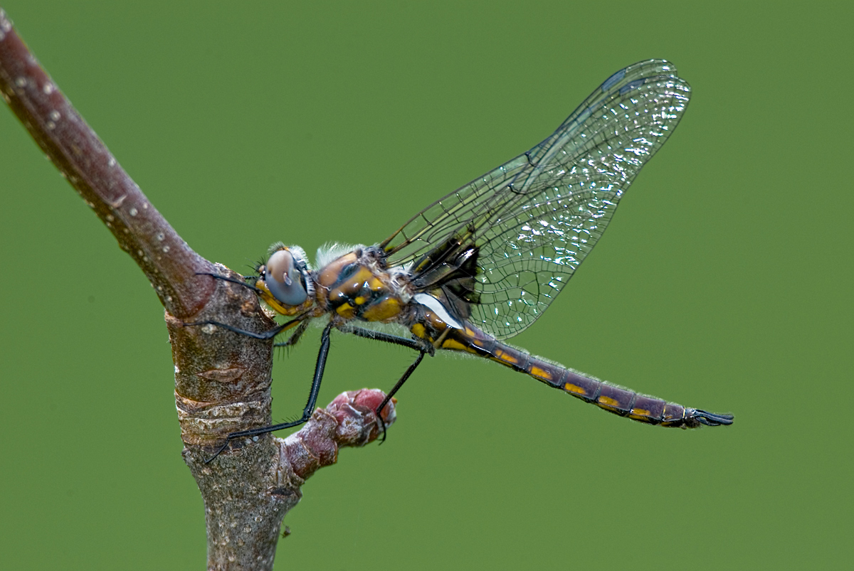 Epitheca cynosura
