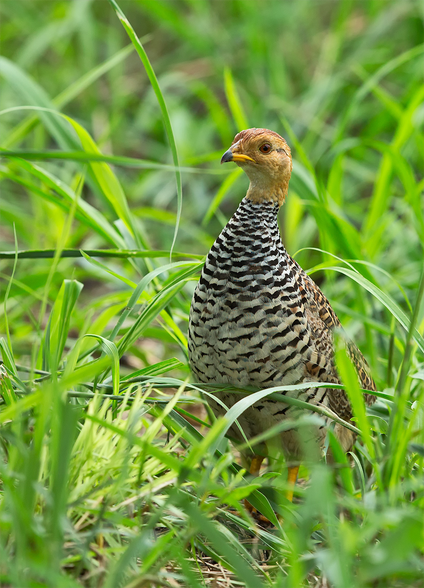 Coqui Francolin