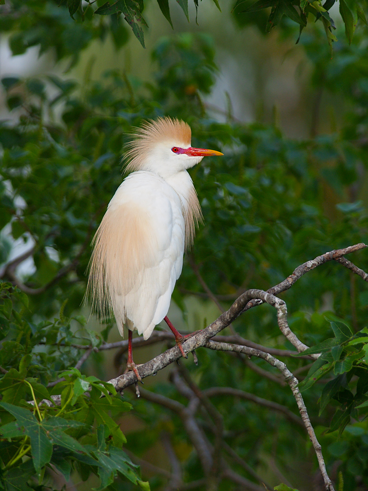Cattle Egret