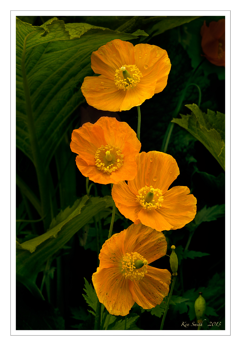 4 Poppies