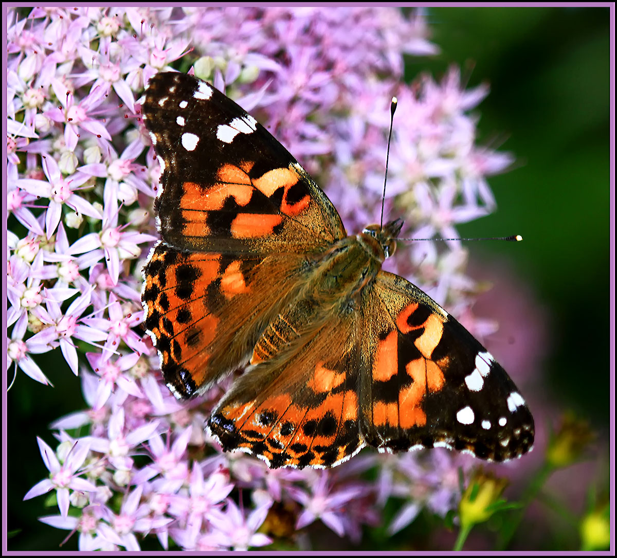 Painted Lady butterfly
