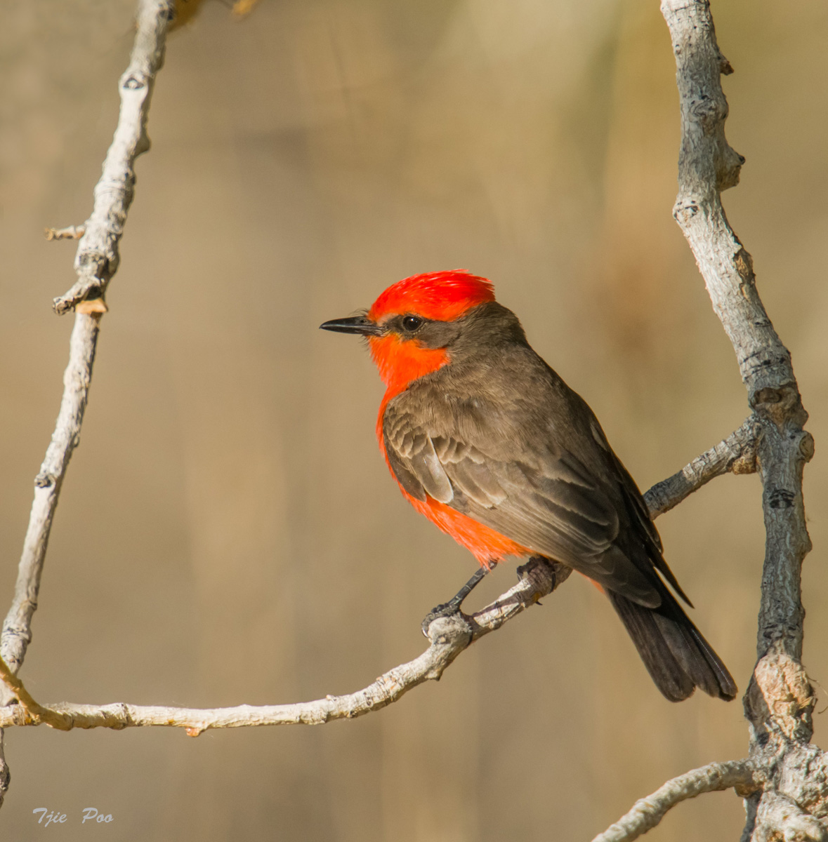 Vermilion Flycatcher