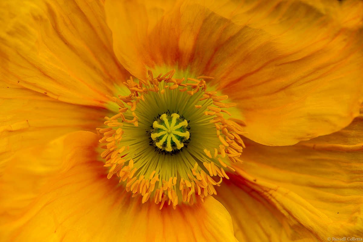 Poppy Parts