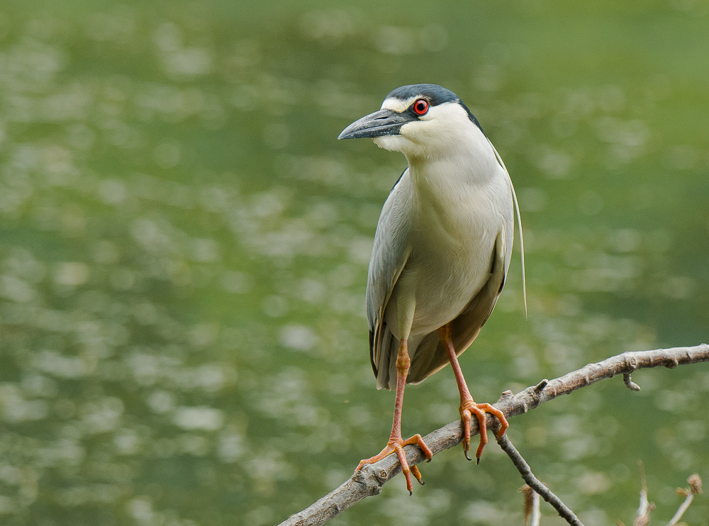 Night Heron
