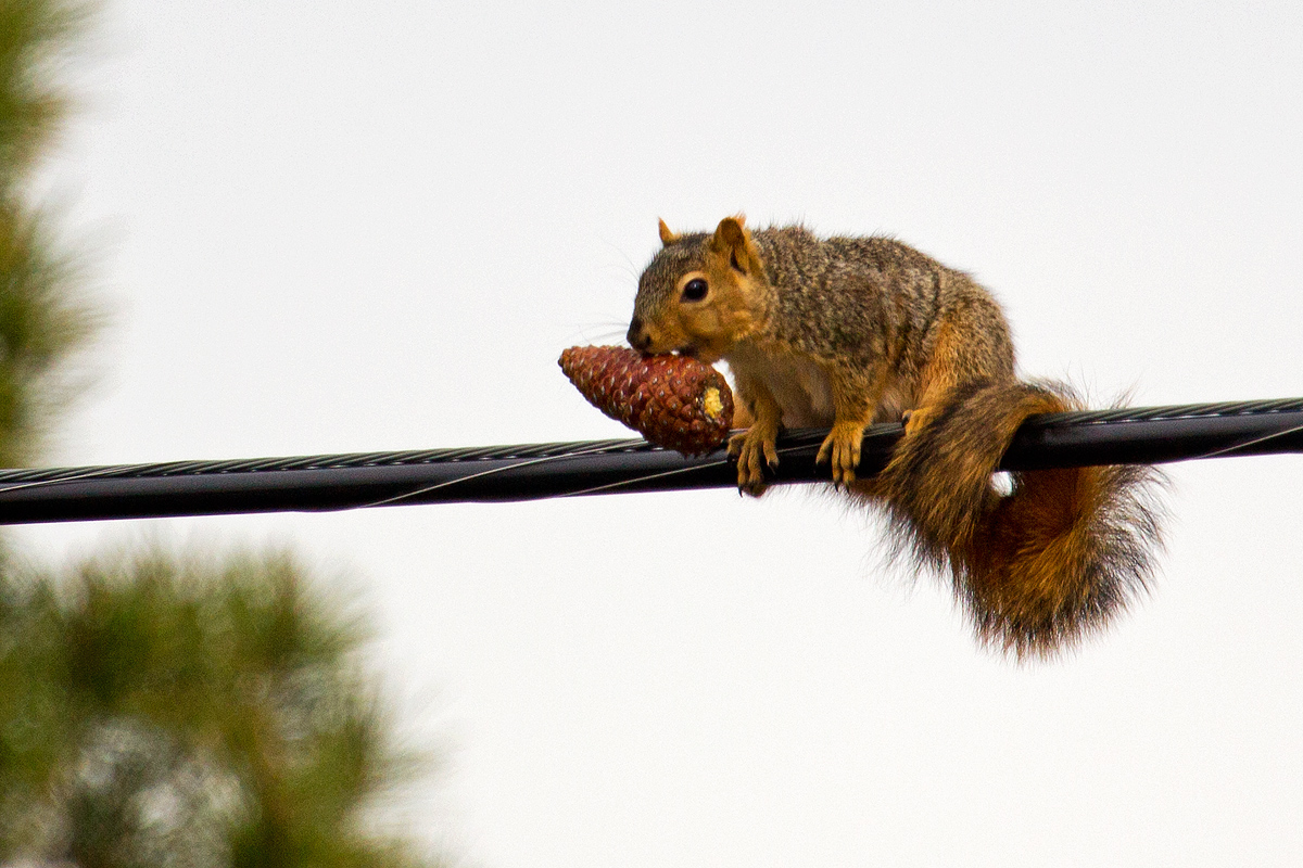 Squirrel Bomb