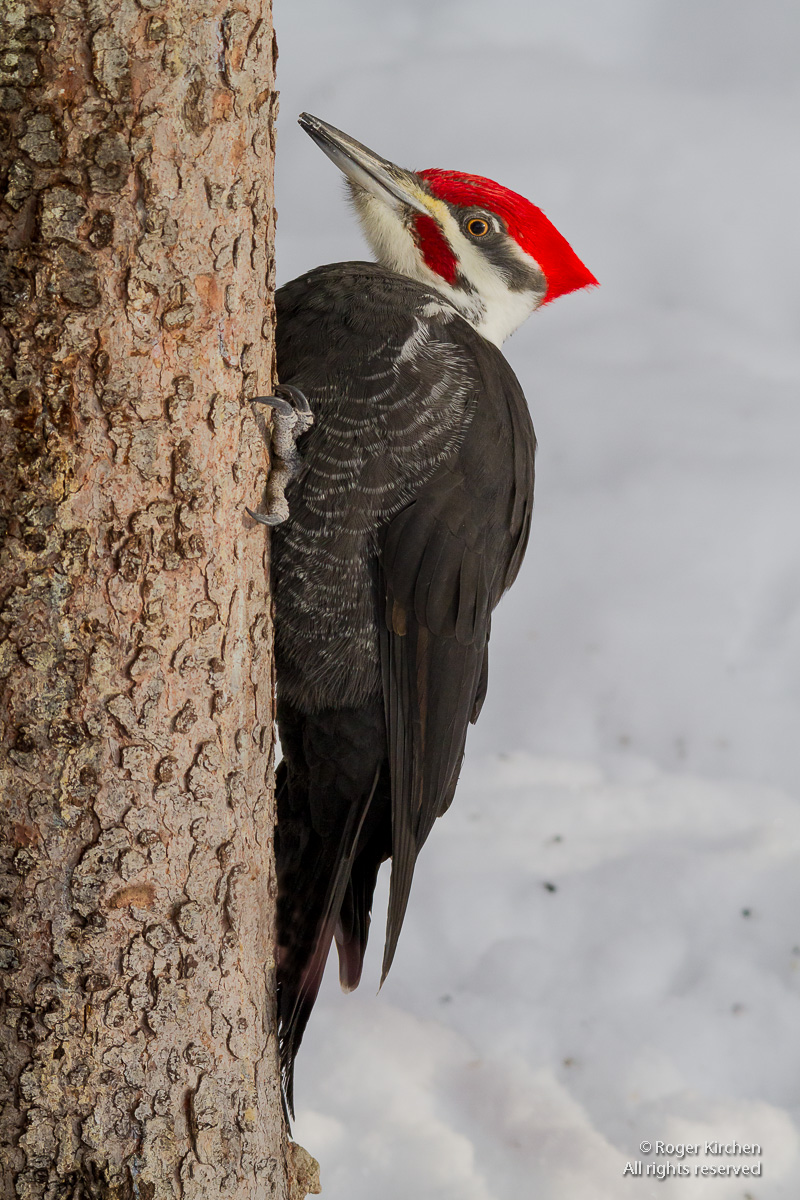 Pileated Woodpecker - II