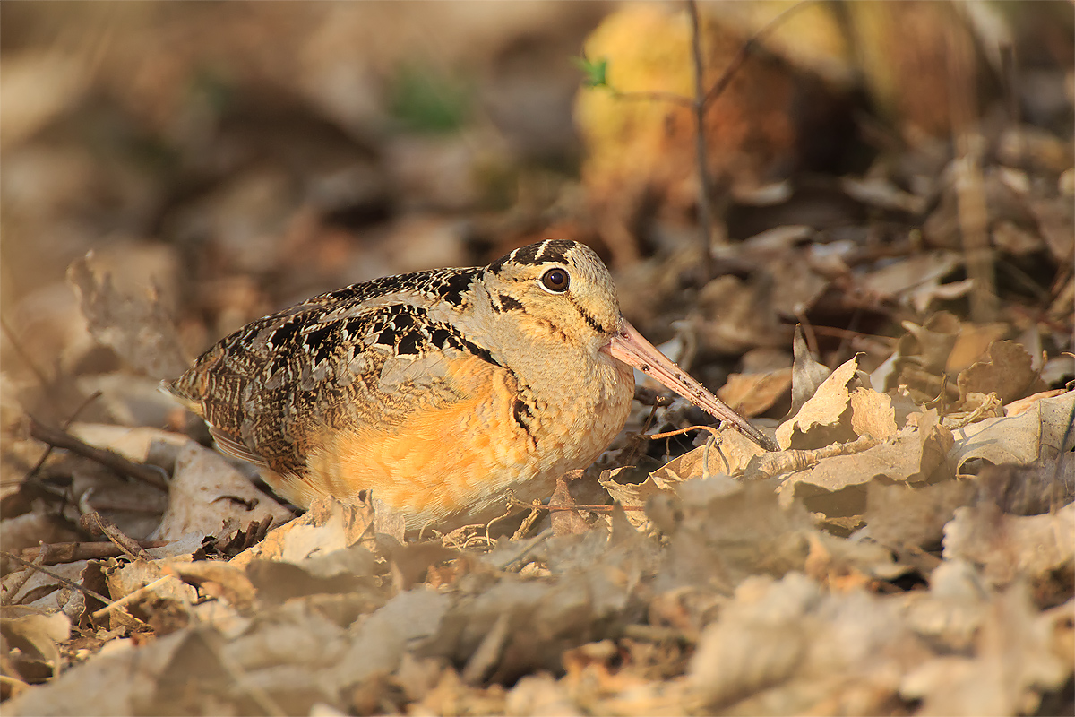 American Woodcock