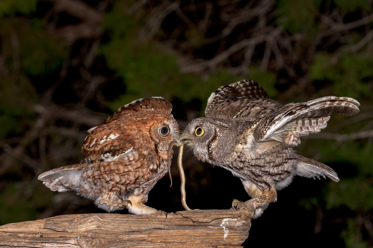 Sharing
