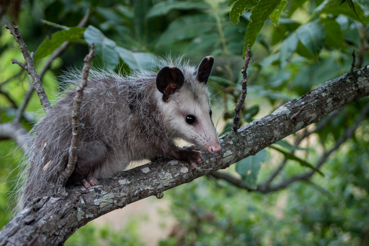 Opossum Perch