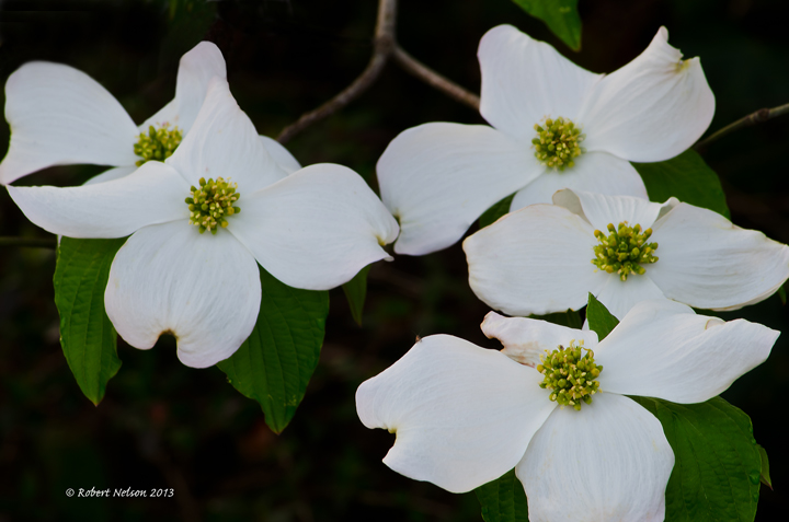 Dog Wood 2