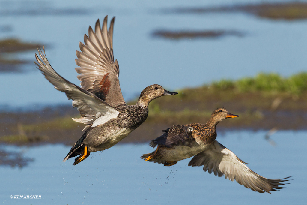 Gadwall Pair