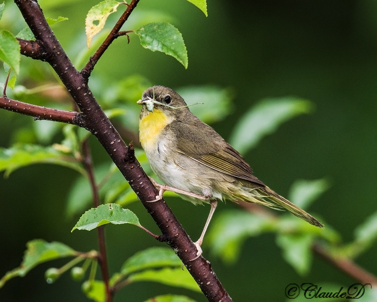 C. Yellowthroat Fem.