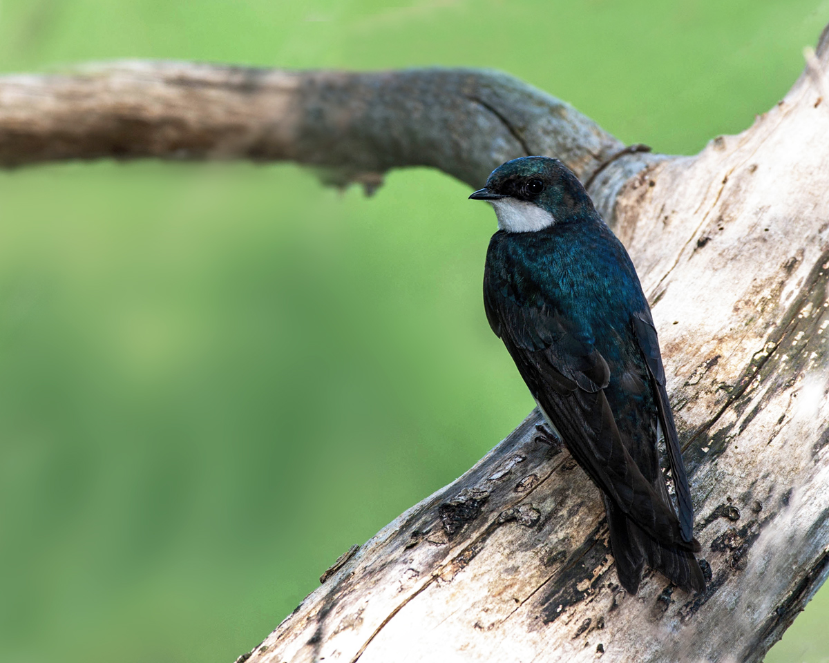 Resting Tree Swallow