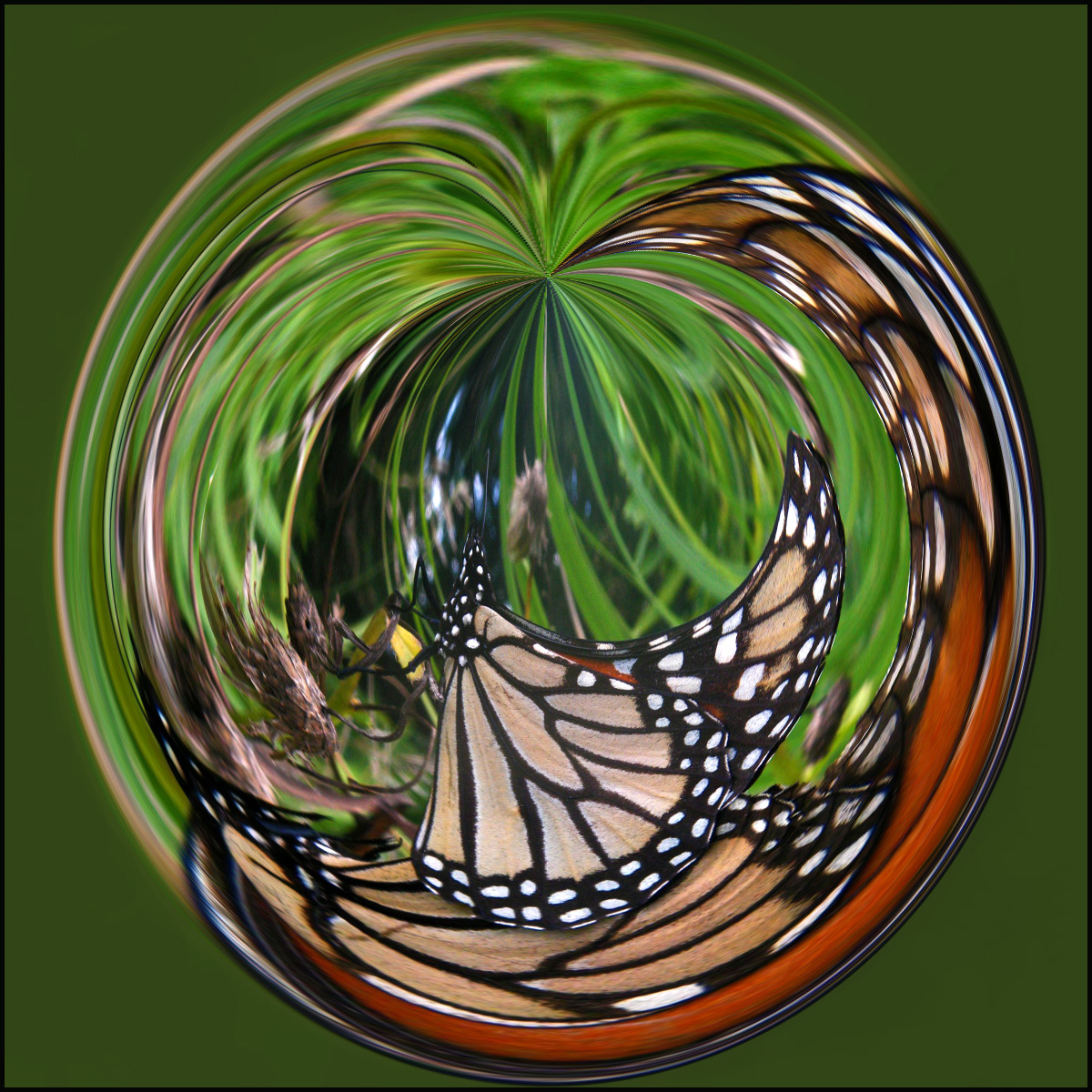 Mating Monarchs
