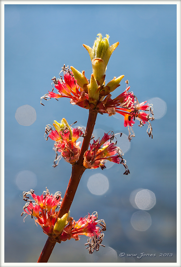 Red Maple