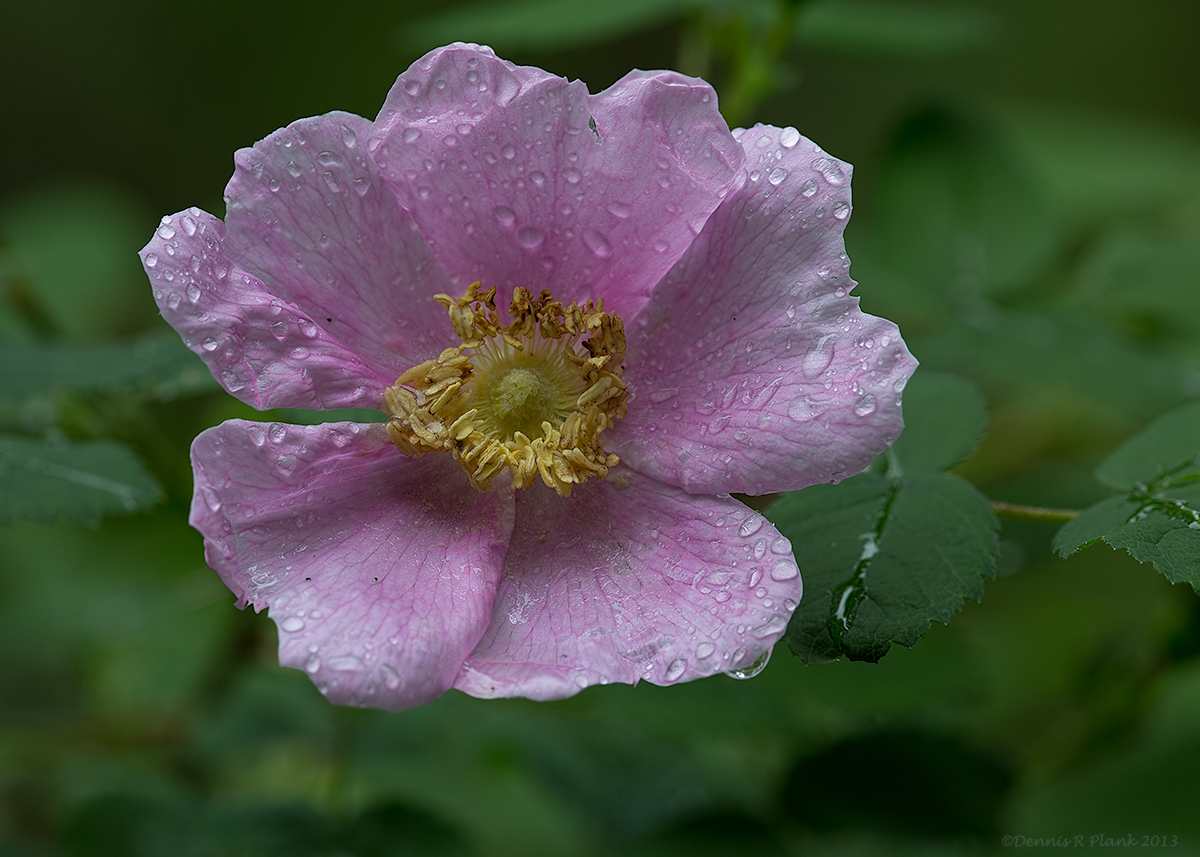 Another Nootka Rose