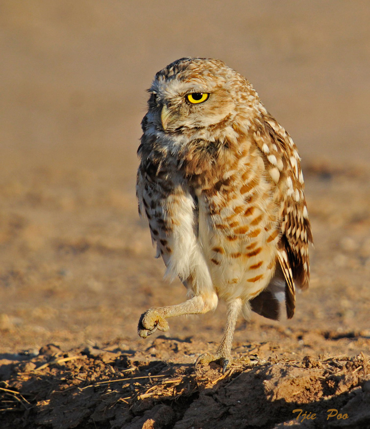 Burrowing Owl