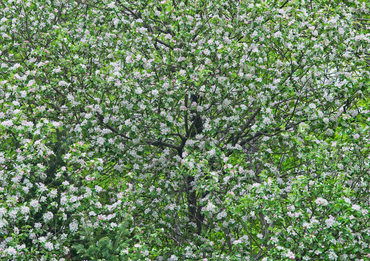 Wild    apple  blossoms