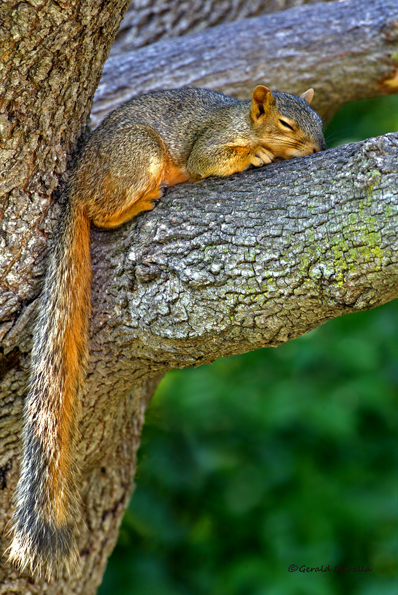 Snoozing Squirrel  WC585
