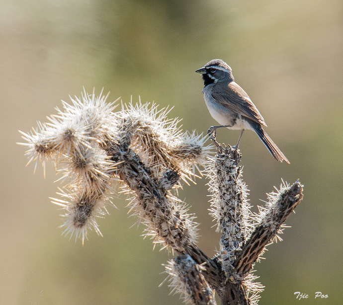 Black-throated Sparrow