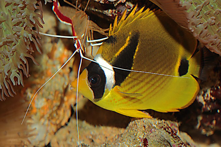 Cleaner shrimp  (C)