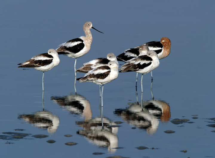 Dozing Avocets WC585