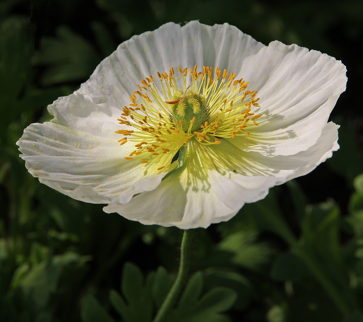 Poppy