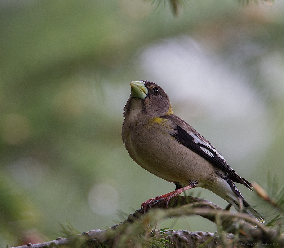 Evening Grosbeak
