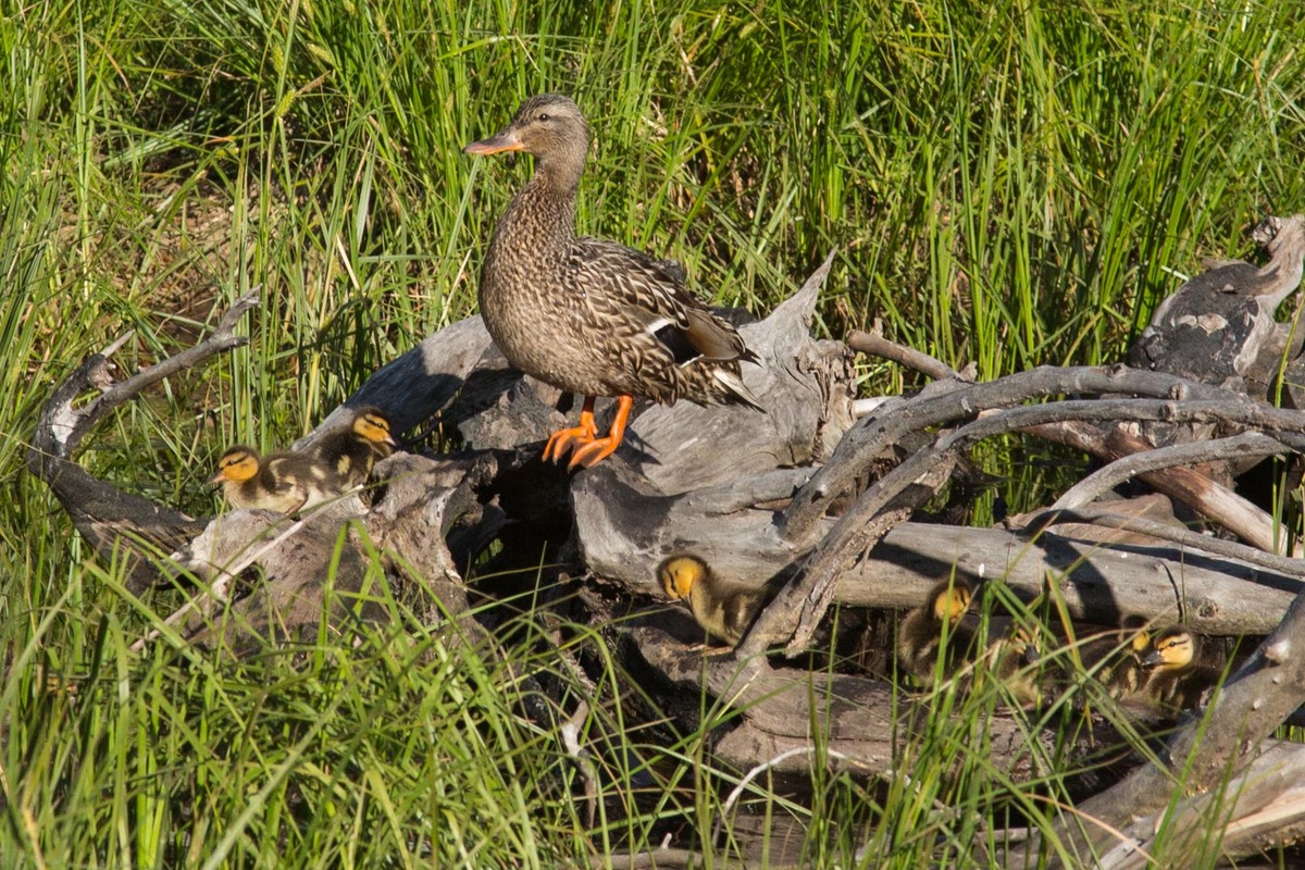 Mallard sculpture