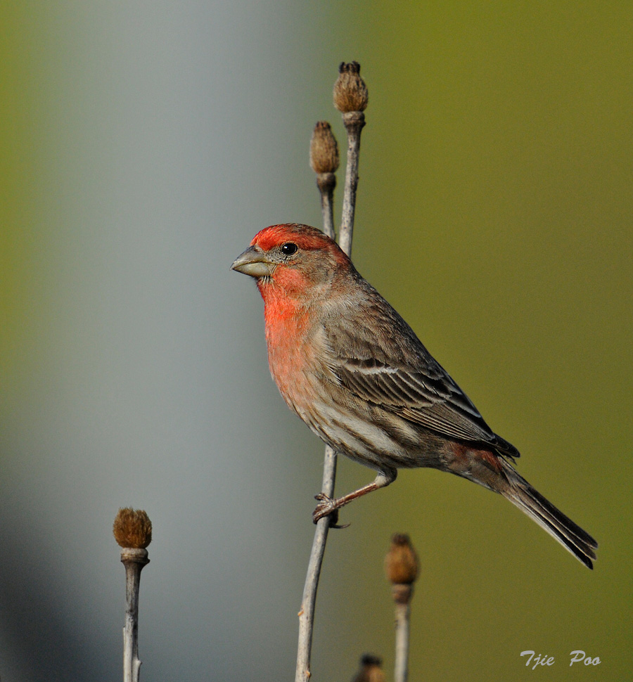 House Finch