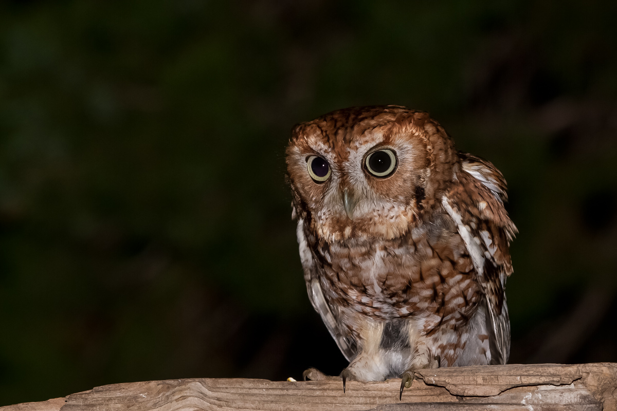 Another Owl