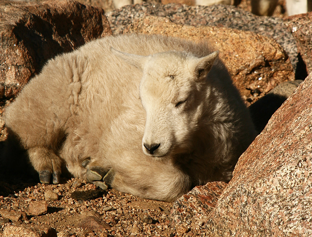 Napping on the mountain 
