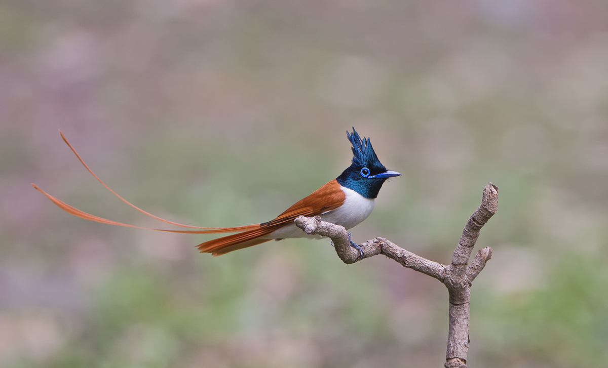 AsianParadiseFlycatcher
