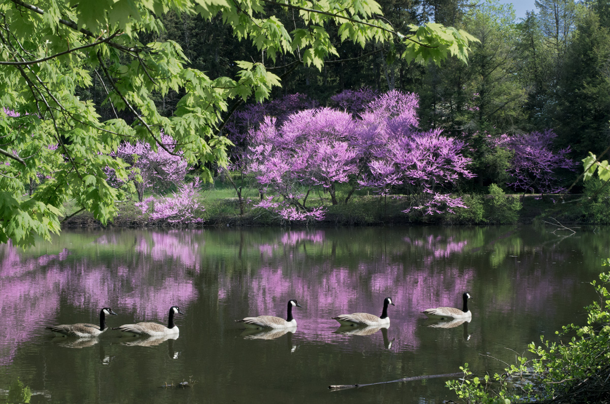 Five Geese a Swimming