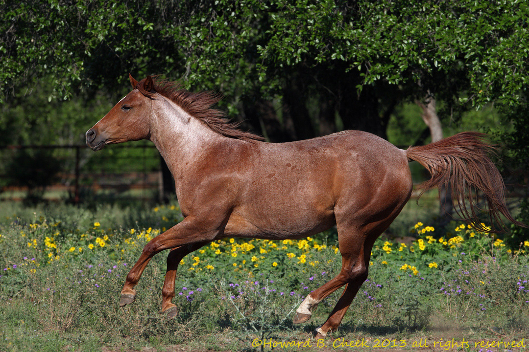 Galloping into Spring