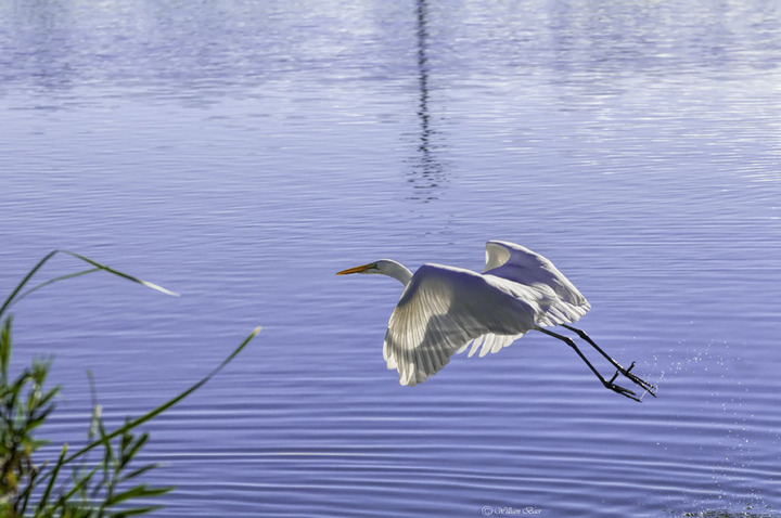 Great Egret Take Off