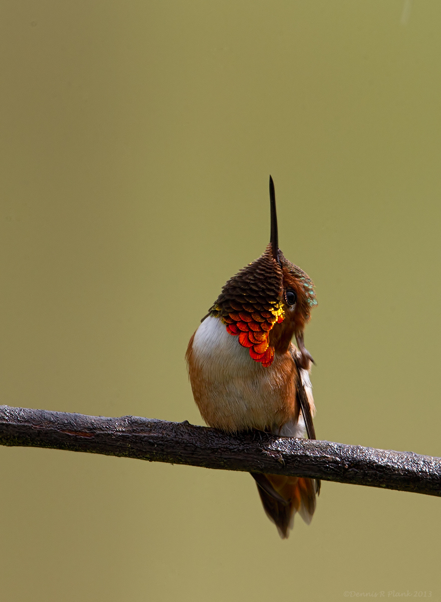 Rufous Hummingbird