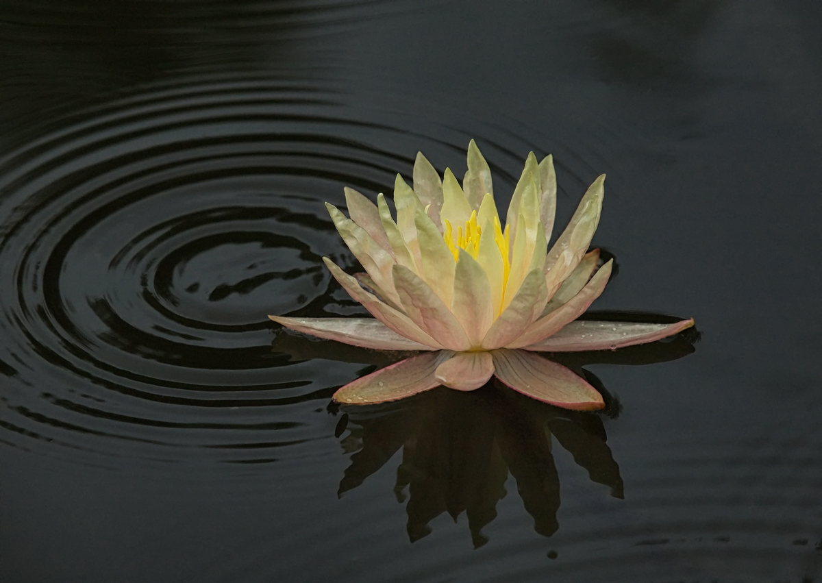 Water Lily