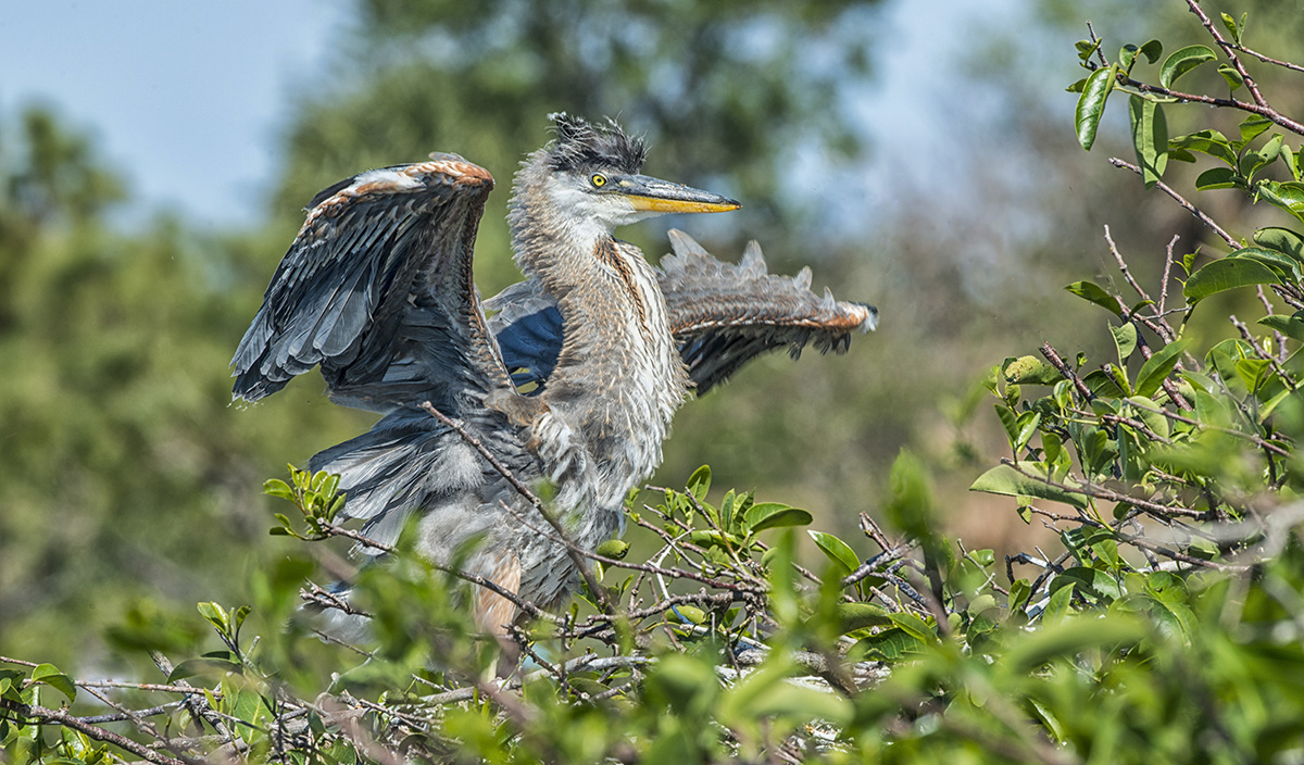GBH Fledgling
