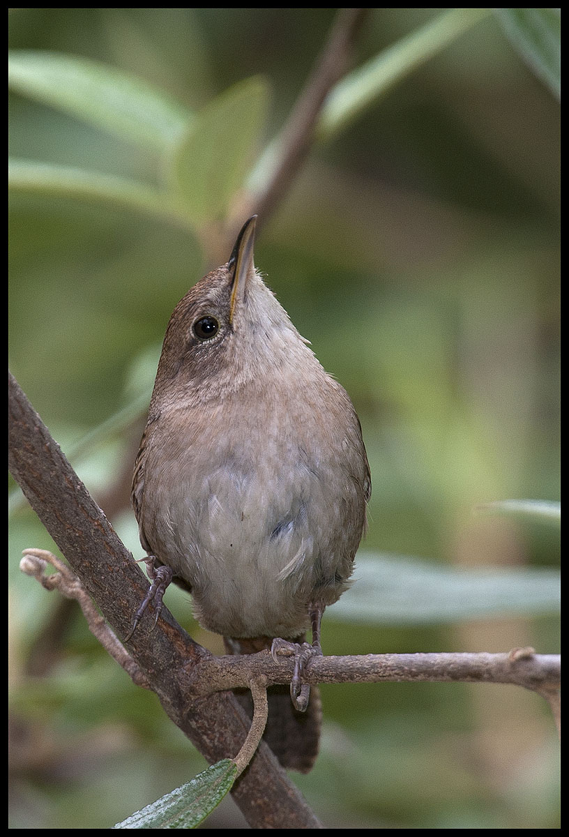 House Wren :: Troglodyte