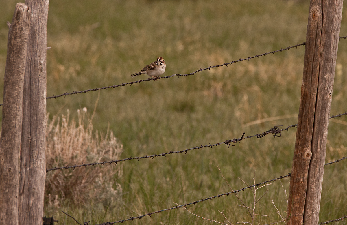 Lark Sparrow