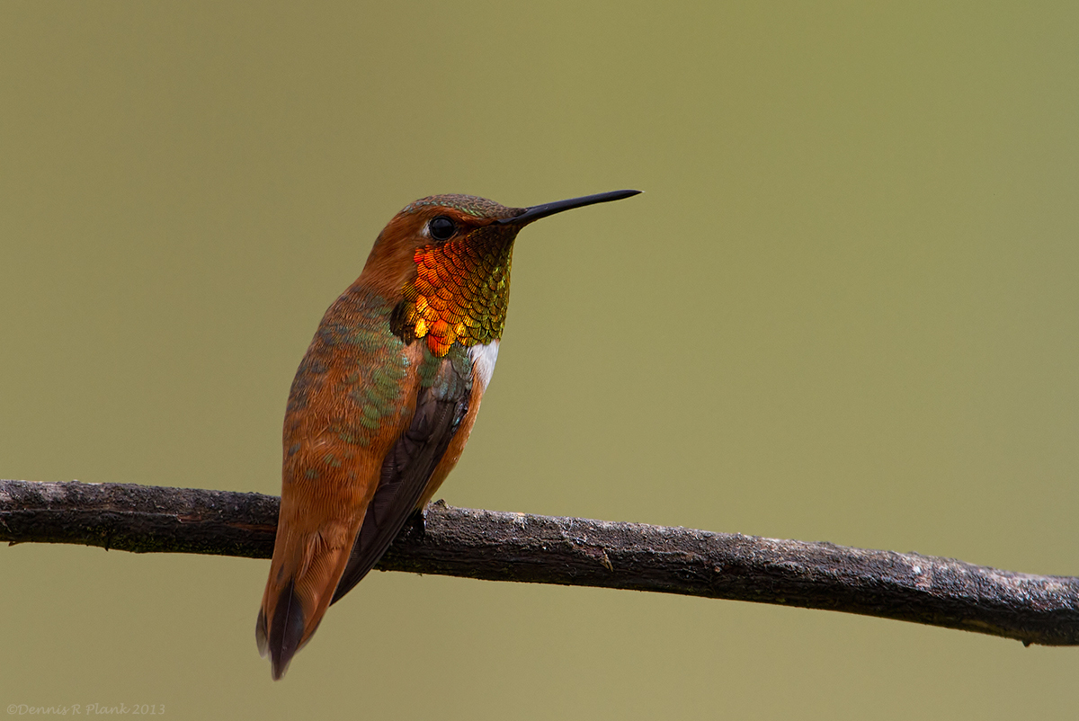 Rufous Hummingbird