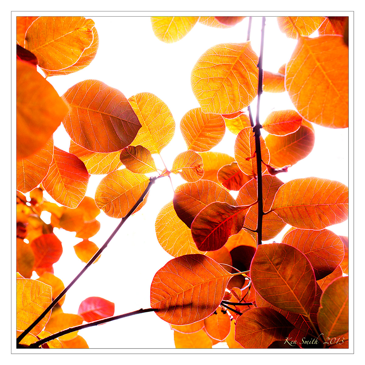 Smoke Tree