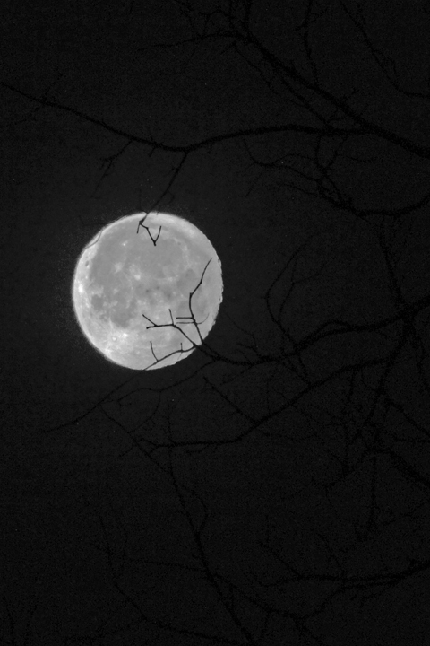 Forest by Moonlight  586