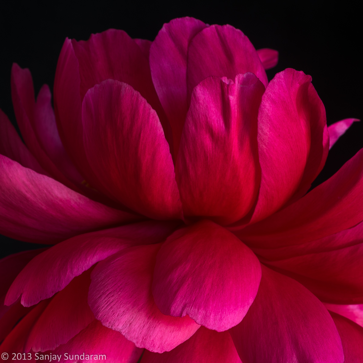 Petal Power
