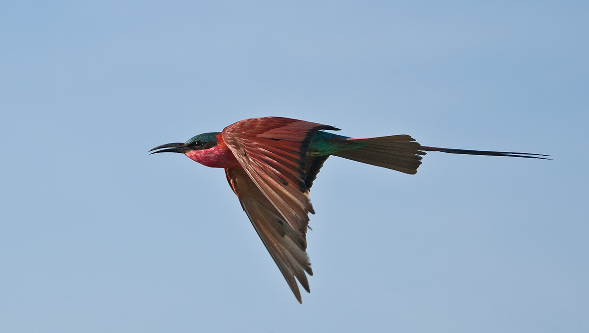 Carmine Beeeater