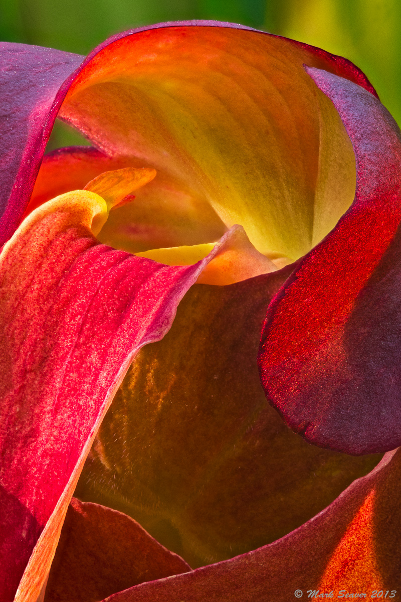 Glowing Pitcher
