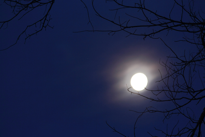 Moonlight at the Grove w